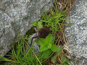 eine Maus querte unseren Weg