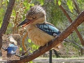 Kookaburra (Fam. der Eisvgel)